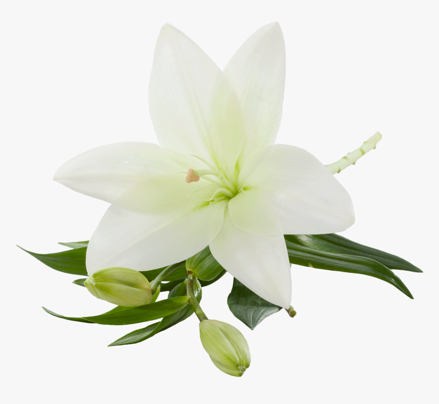 Detail Lillies Png Nomer 8