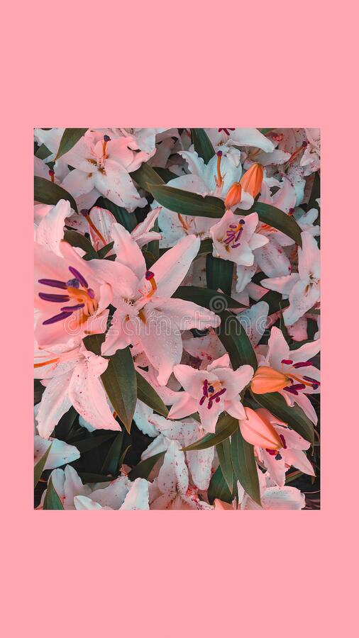 Detail Lily Flower Wallpaper Nomer 42