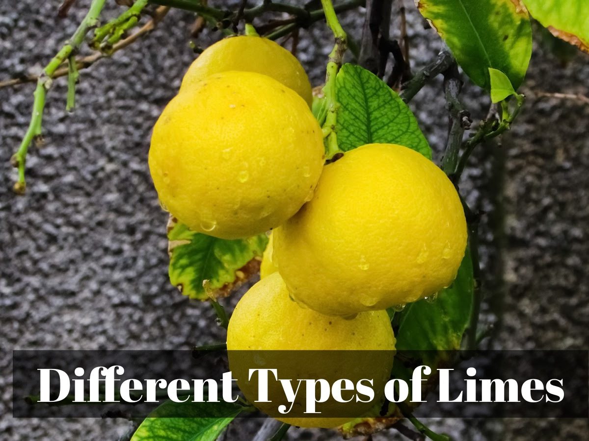 Lime Varieties Pictures - KibrisPDR