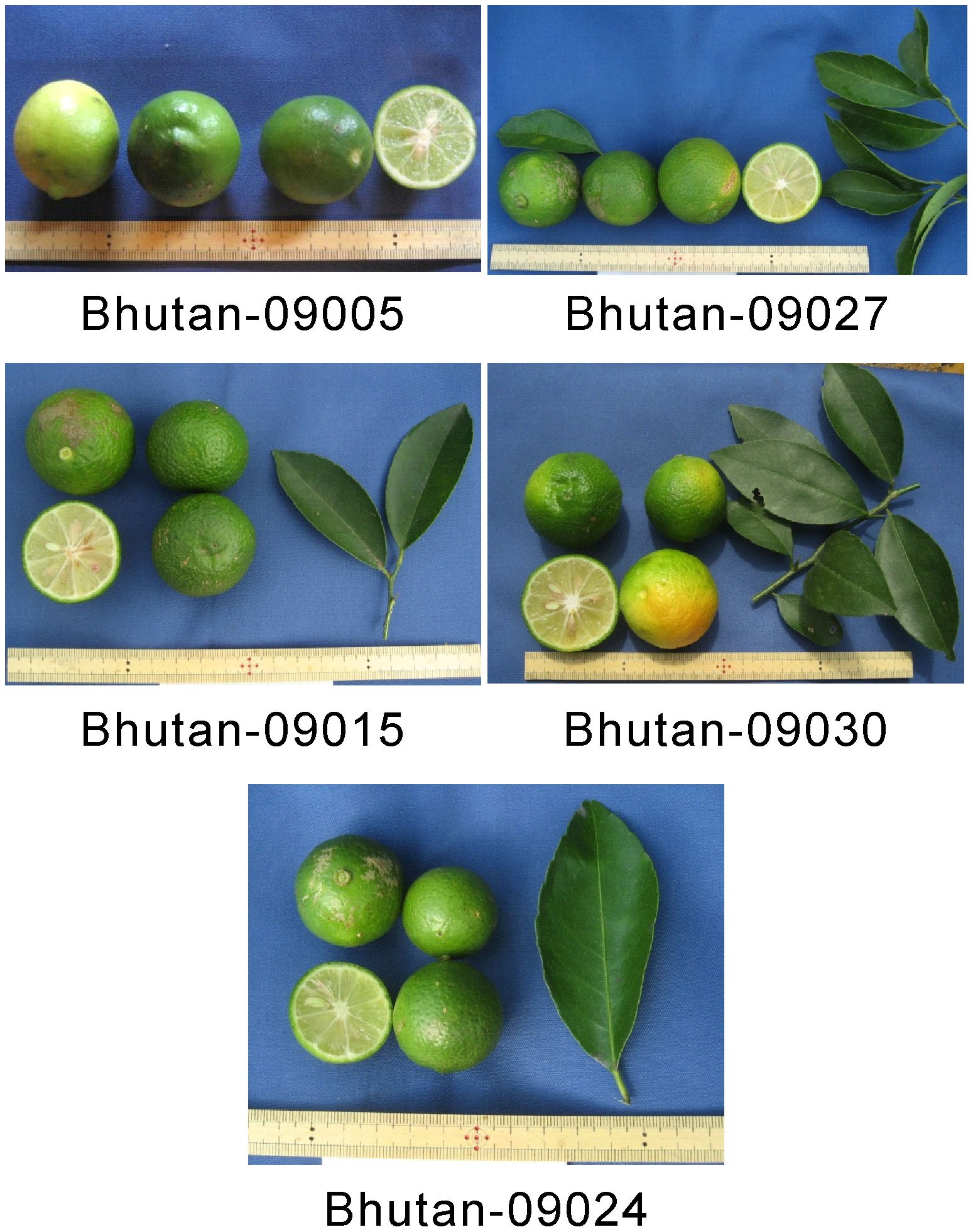 Detail Lime Varieties Pictures Nomer 35