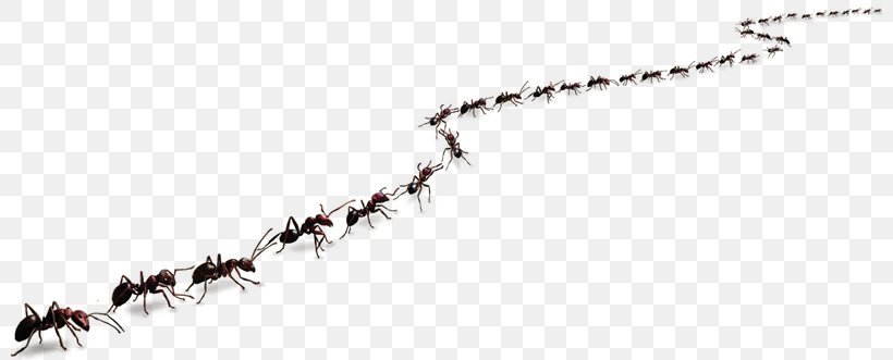 Detail Line Of Ants Clipart Nomer 42