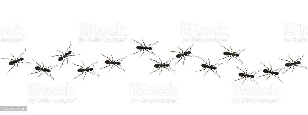 Detail Line Of Ants Clipart Nomer 48