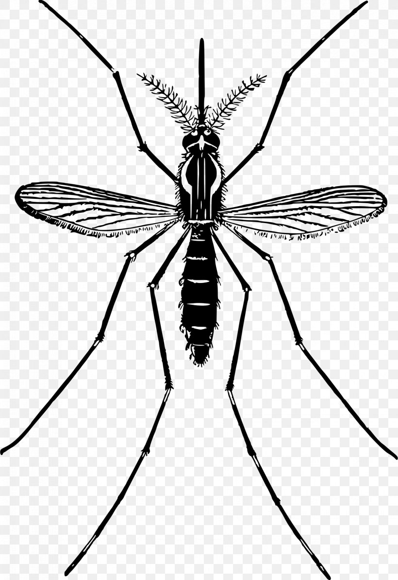 Detail Mosquito Clip Art Free Nomer 12