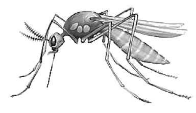 Detail Mosquito Clip Art Free Nomer 44