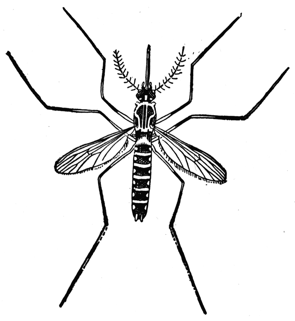 Detail Mosquito Clipart Nomer 27