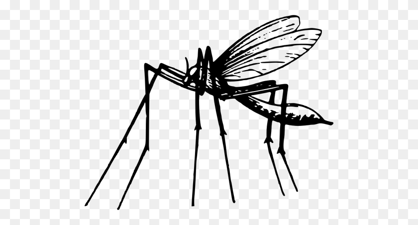 Detail Mosquito Clipart Black And White Nomer 17
