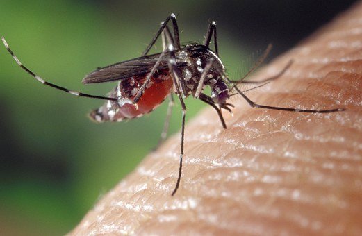 Mosquito Images Free - KibrisPDR