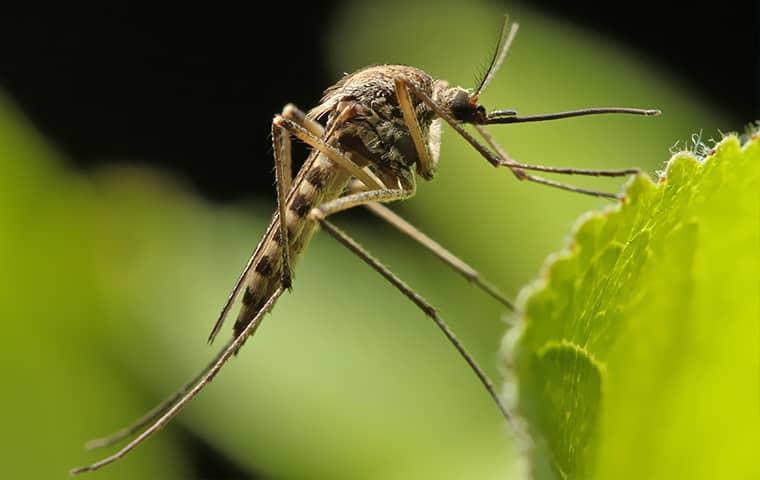 Detail Mosquito Images Free Nomer 33