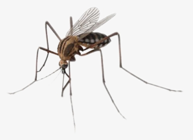 Detail Mosquito Images Free Nomer 43