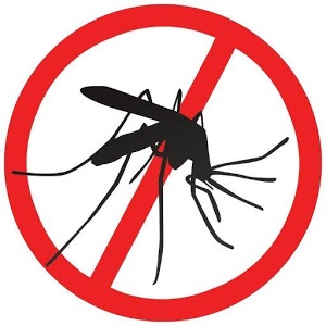 Detail Mosquito Images Free Nomer 46