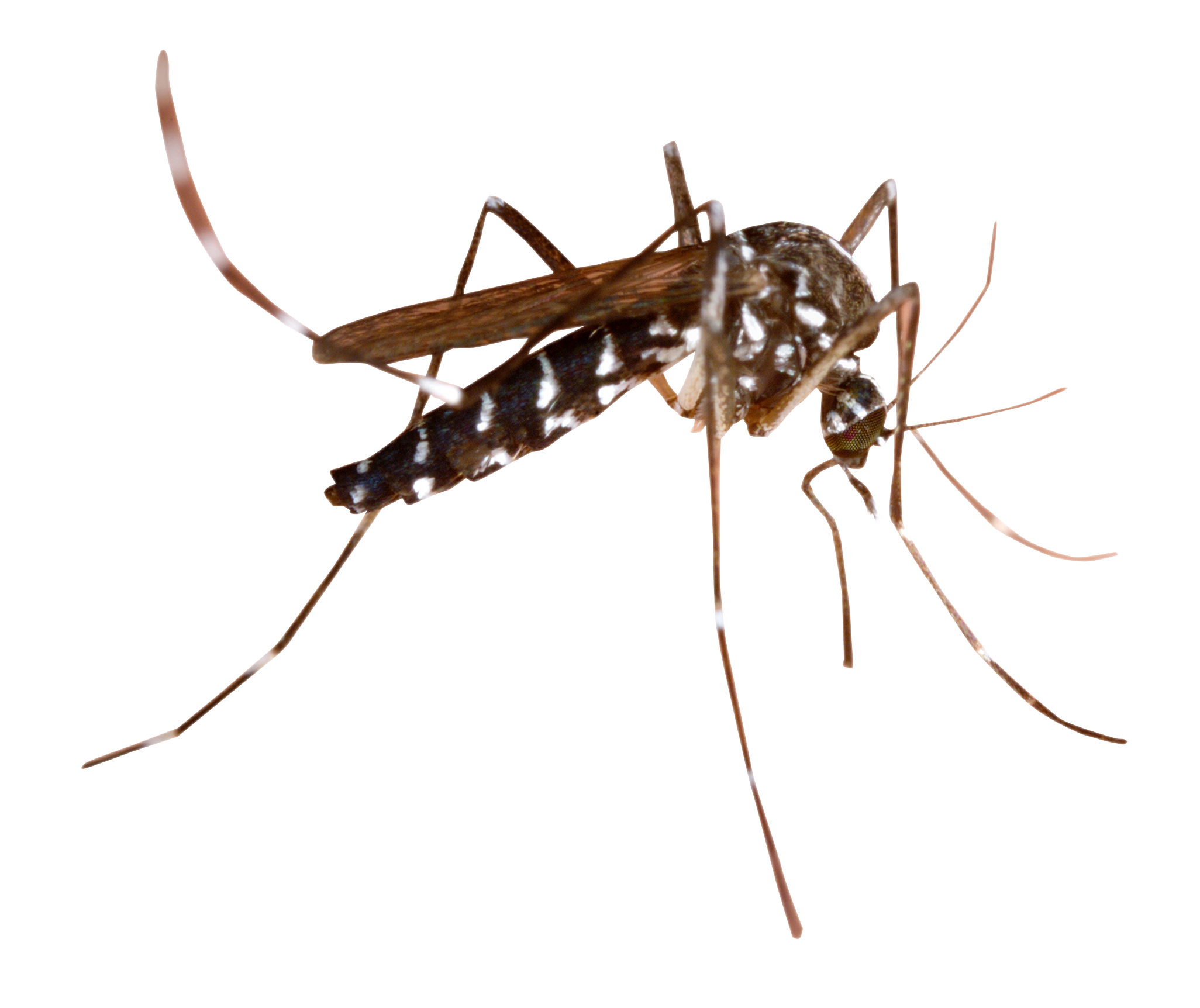 Detail Mosquito Png Nomer 2