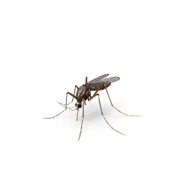 Detail Mosquito Png Nomer 15