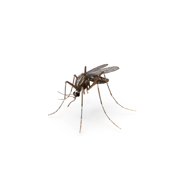 Detail Mosquito Png Nomer 27