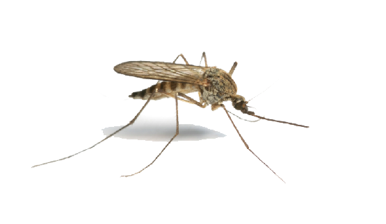 Detail Mosquito Png Nomer 28