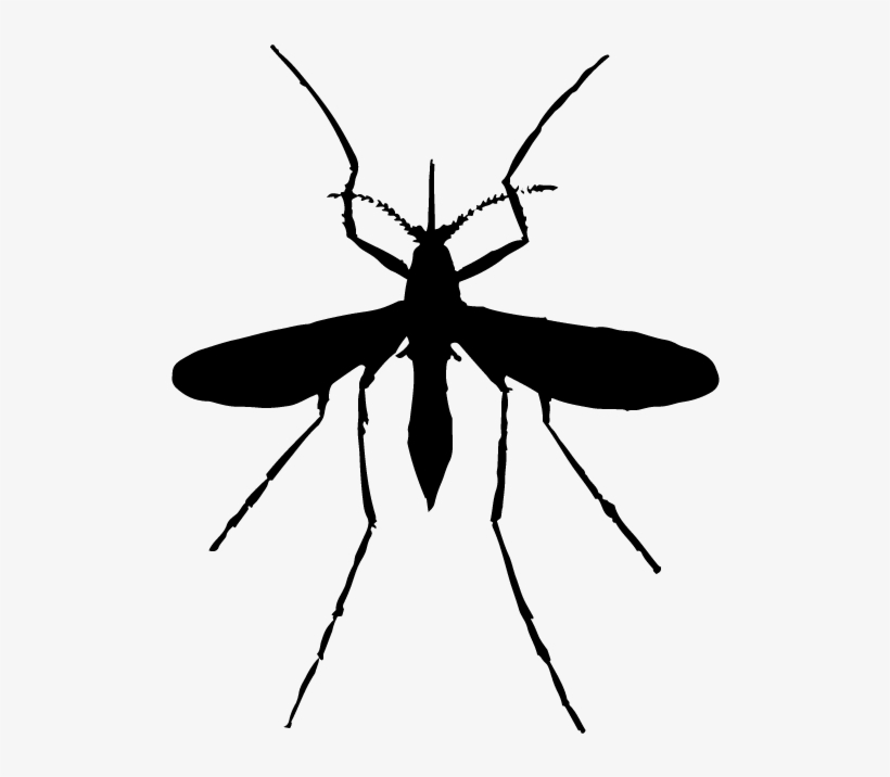 Detail Mosquito Png Nomer 34