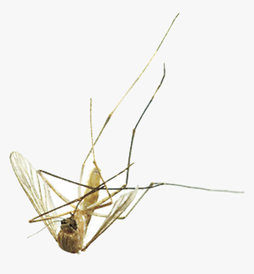 Detail Mosquito Png Nomer 38