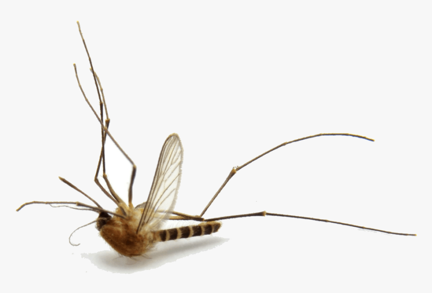 Detail Mosquito Png Nomer 41