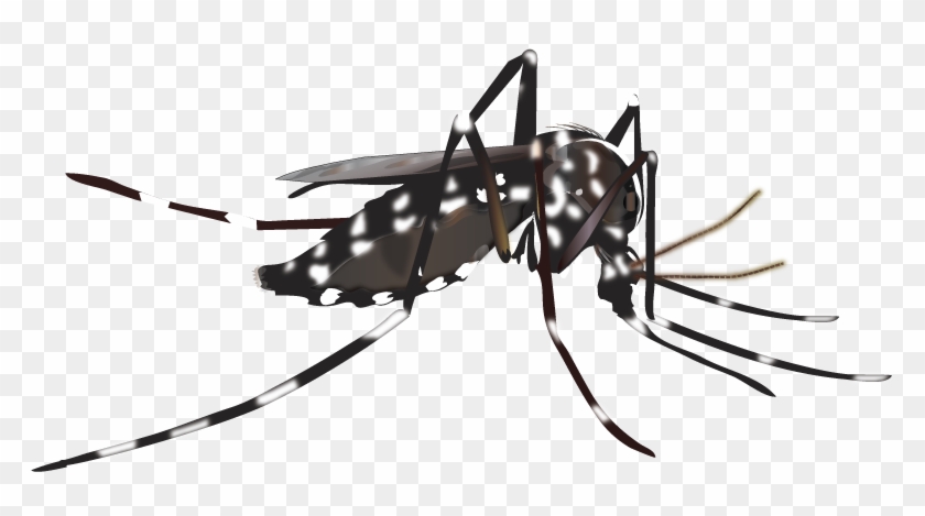 Detail Mosquito Png Nomer 52