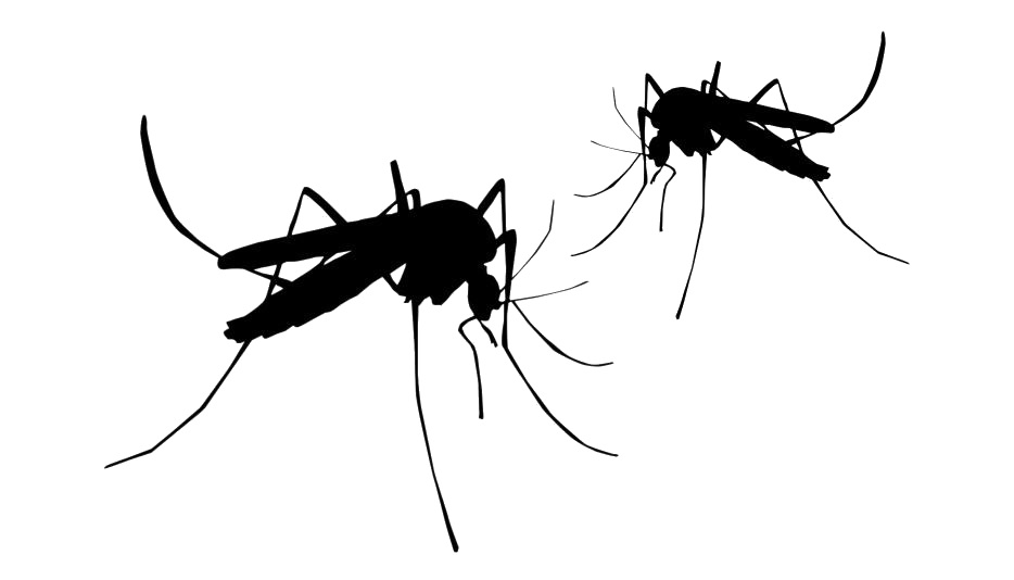 Detail Mosquito Silhouette Png Nomer 20