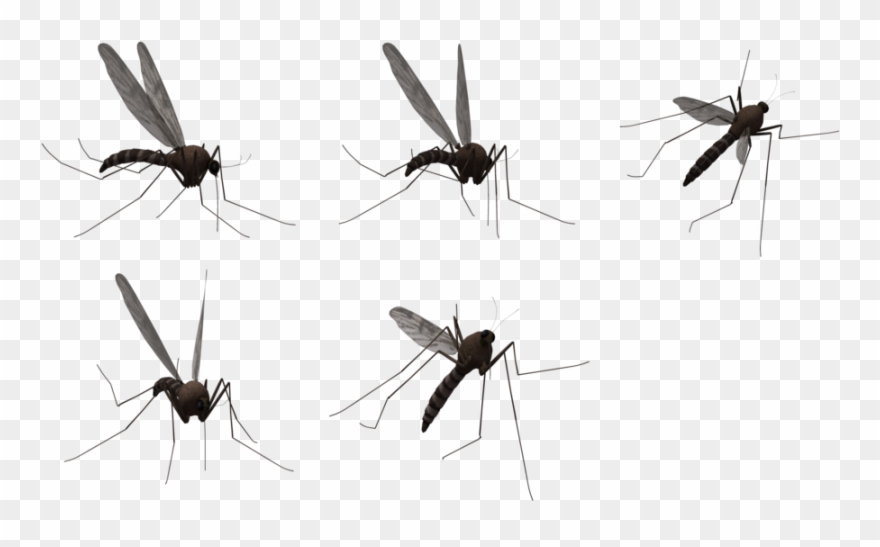 Detail Mosquito Silhouette Png Nomer 30