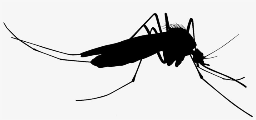 Detail Mosquito Silhouette Png Nomer 3