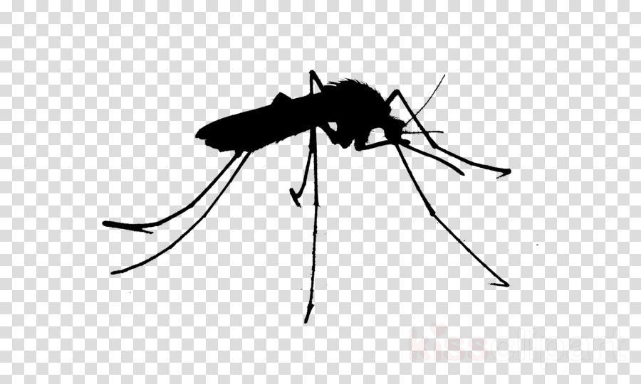 Detail Mosquito Silhouette Png Nomer 48