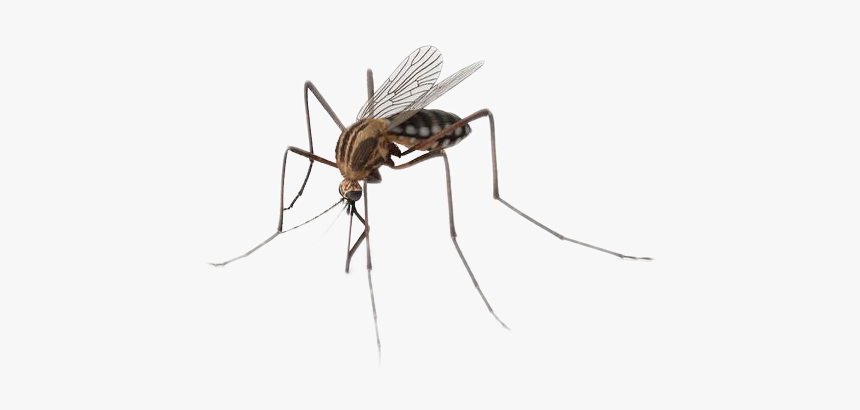 Mosquito Transparent Background - KibrisPDR