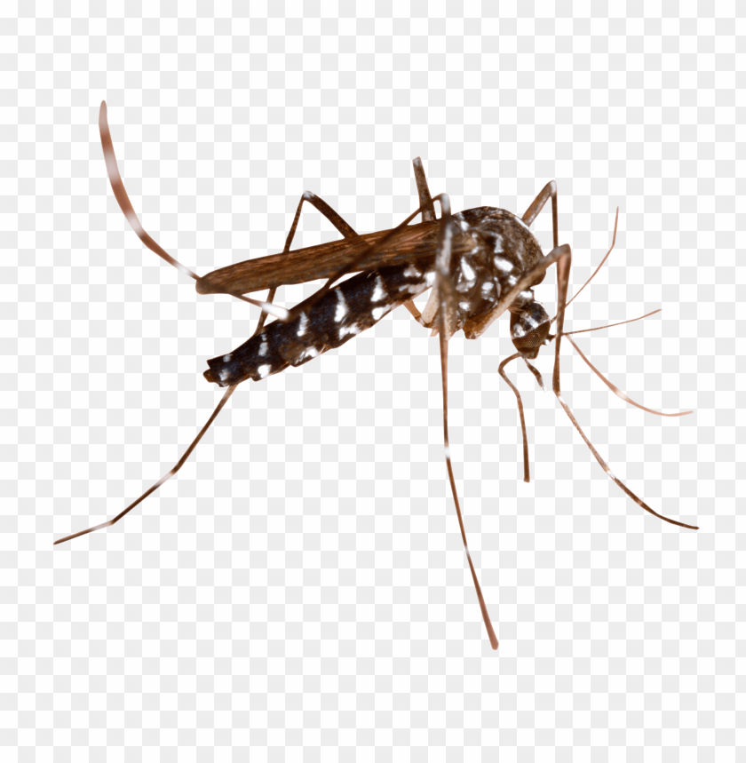 Detail Mosquito Transparent Background Nomer 2