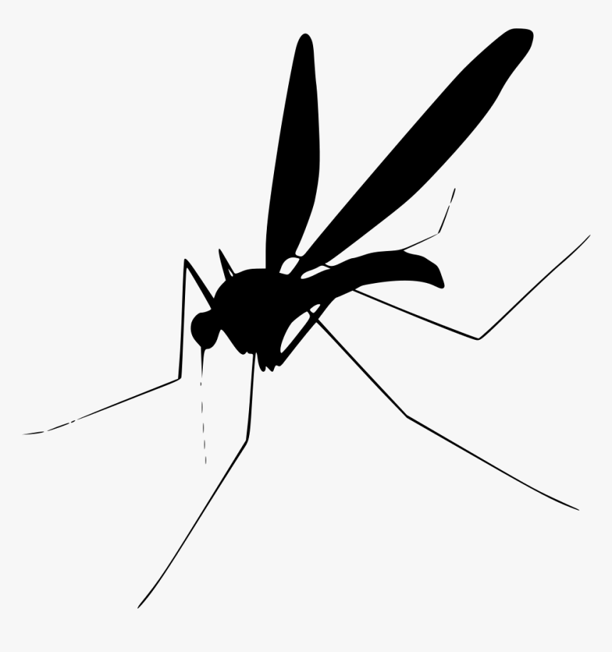 Detail Mosquito Transparent Background Nomer 13