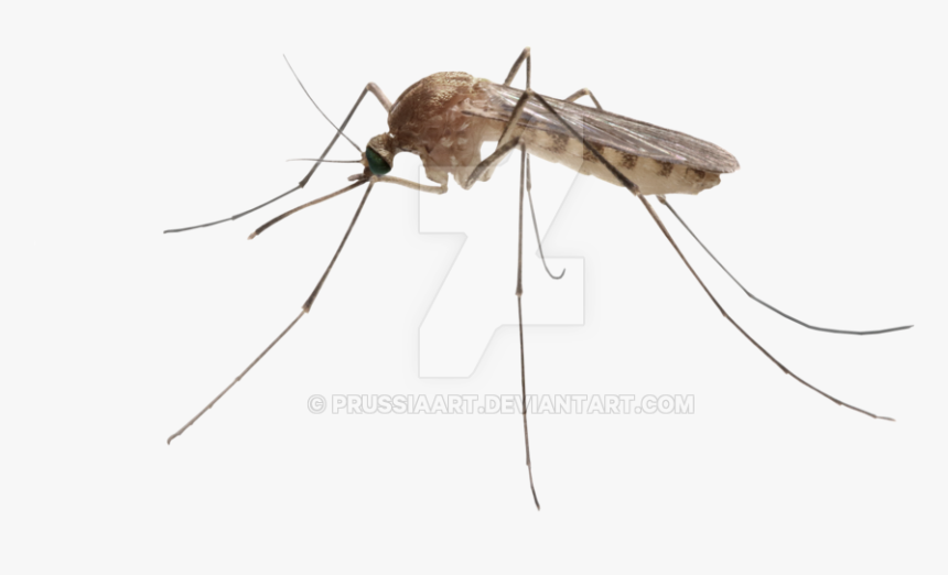 Detail Mosquito Transparent Background Nomer 3