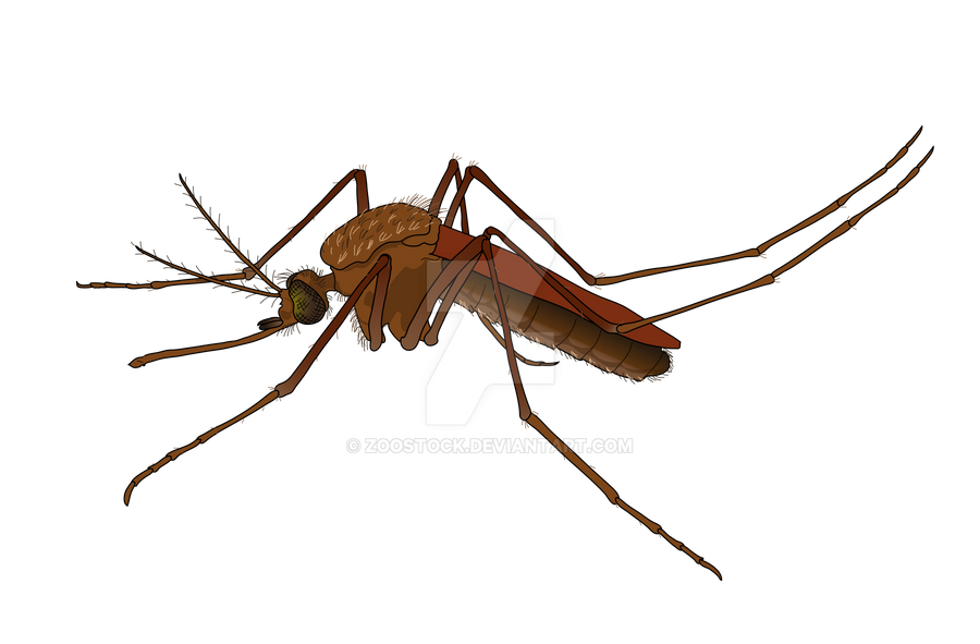 Detail Mosquito Transparent Background Nomer 19