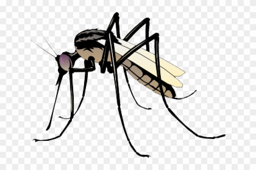 Detail Mosquito Transparent Background Nomer 25