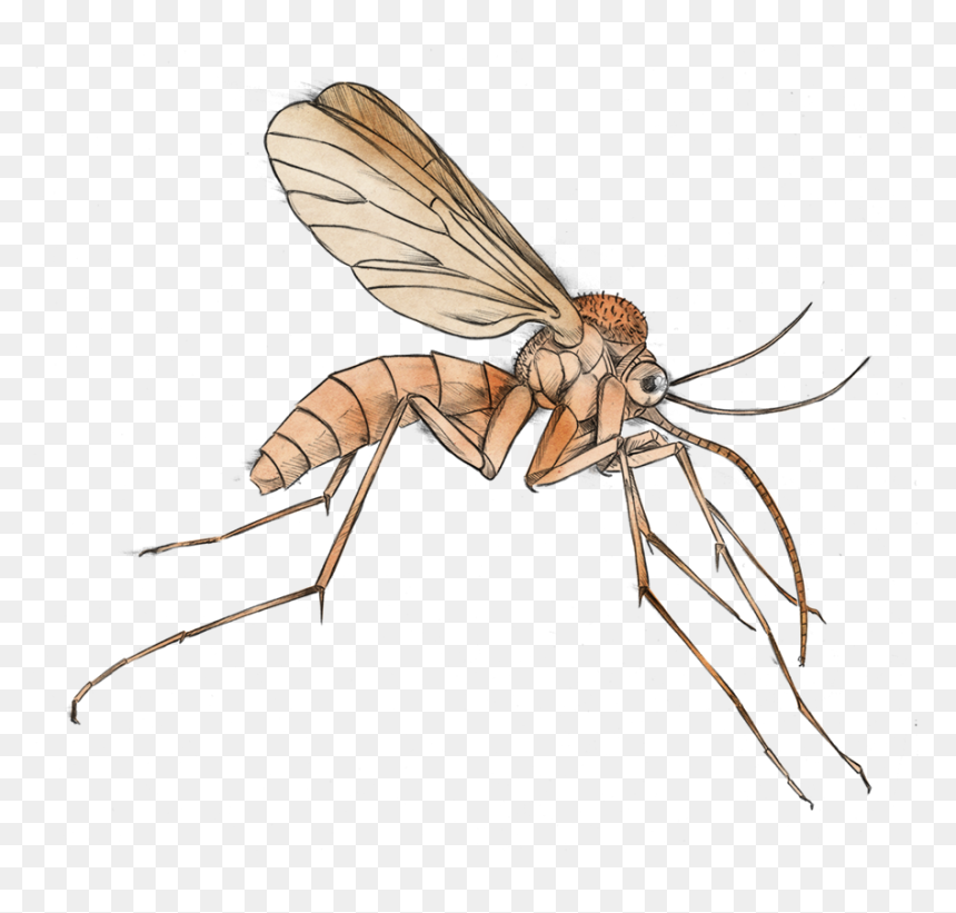 Detail Mosquito Transparent Background Nomer 26