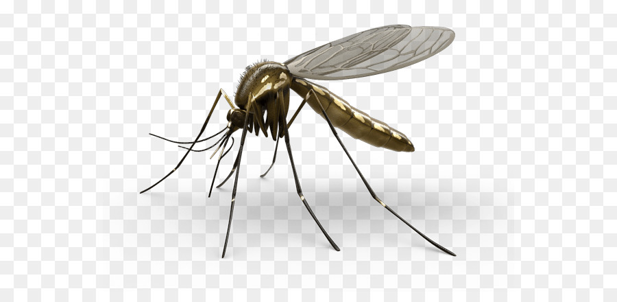 Download Mosquito Transparent Background Nomer 43