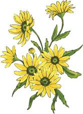 Detail Motif Bunga Matahari Nomer 8