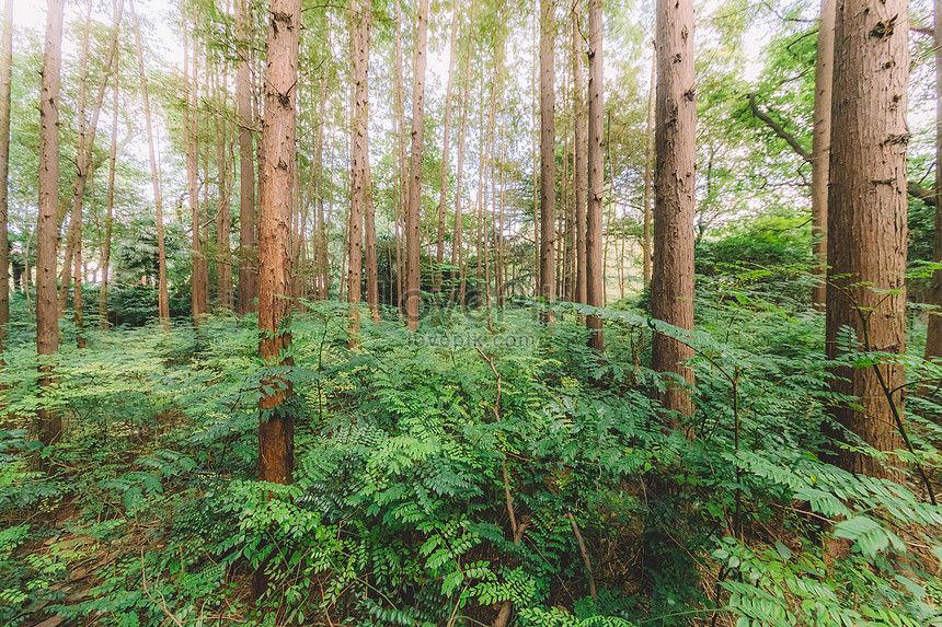 Detail Lingkungan Alam Hutan Nomer 16