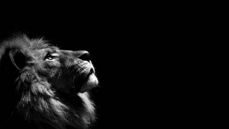 Detail Lion Background Nomer 44