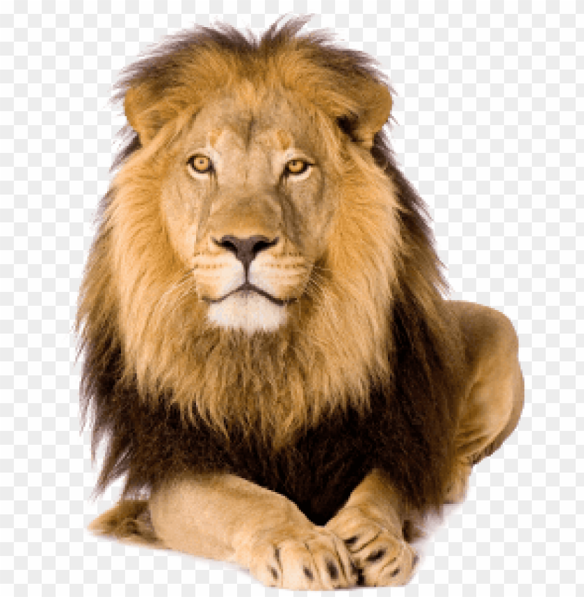 Detail Lion Background Nomer 46