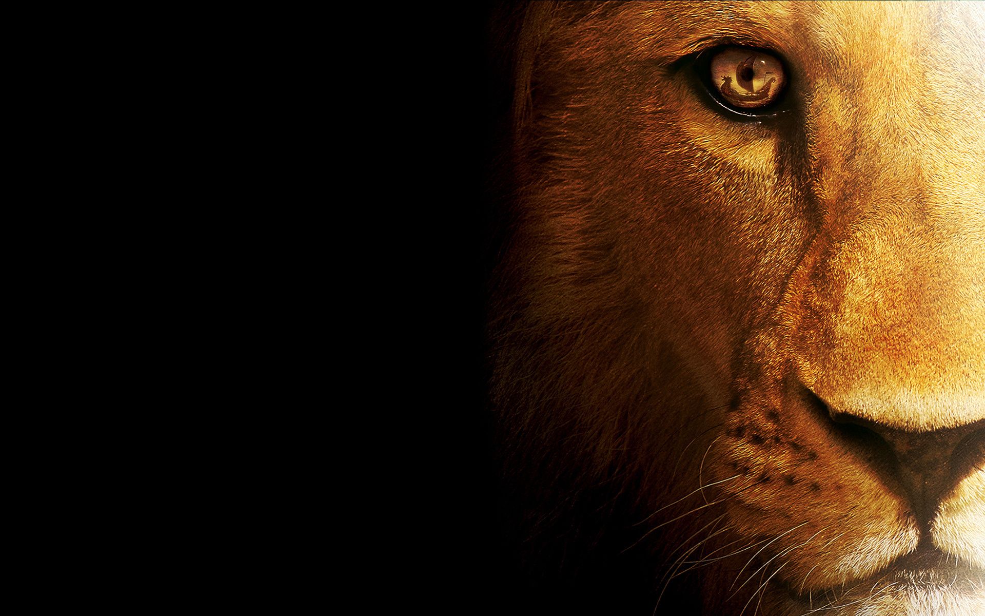 Detail Lion Background Nomer 8