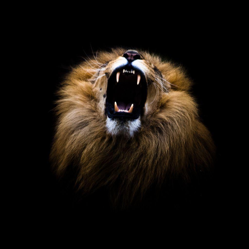 Detail Lion Background Nomer 10