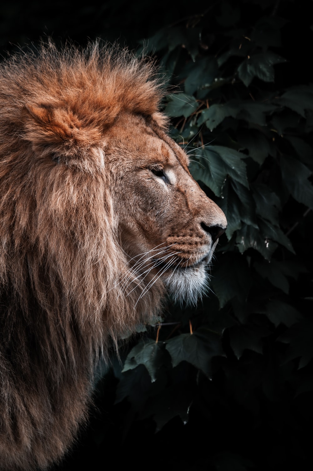 Lion Background Image - KibrisPDR