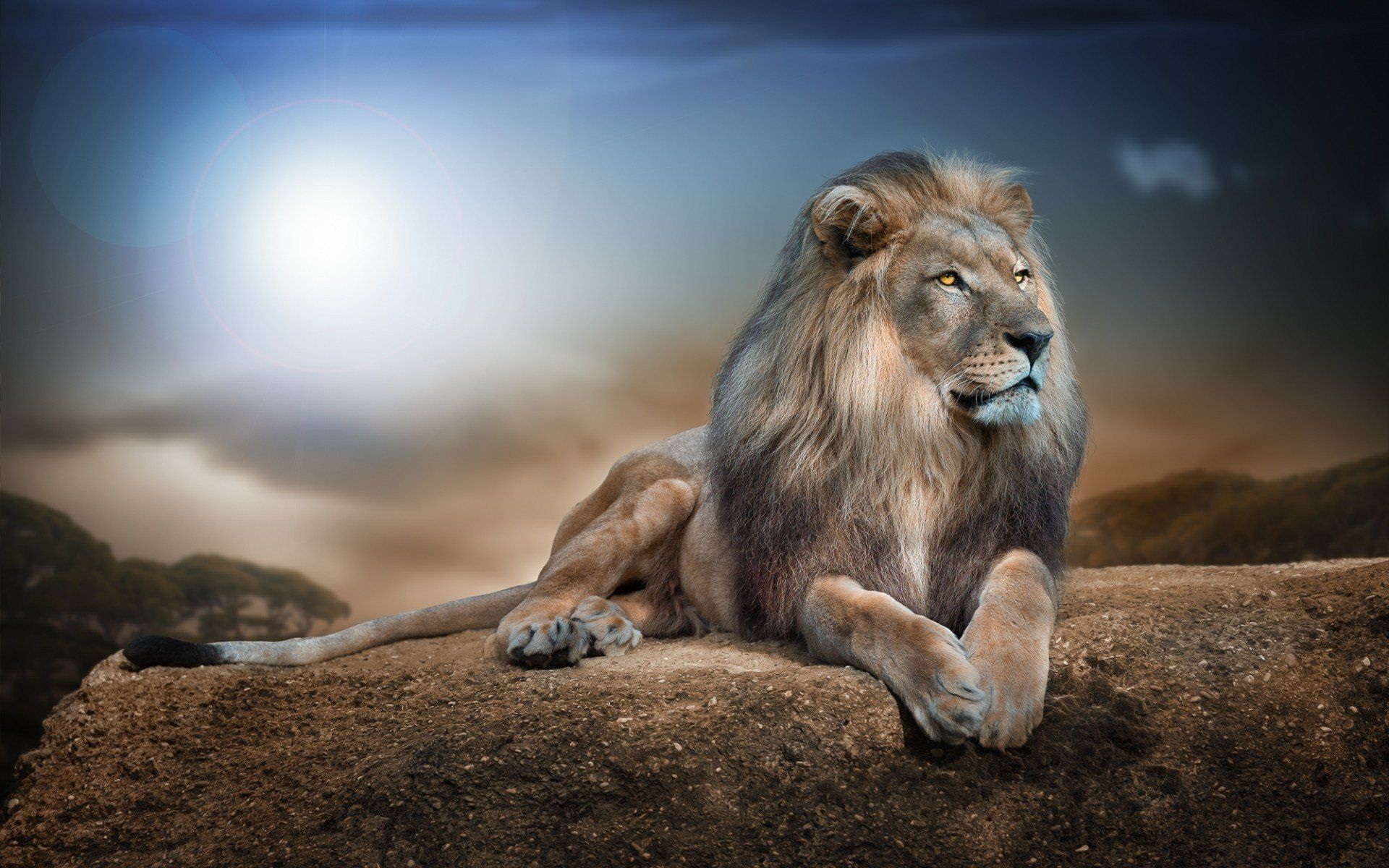 Detail Lion Background Image Nomer 3