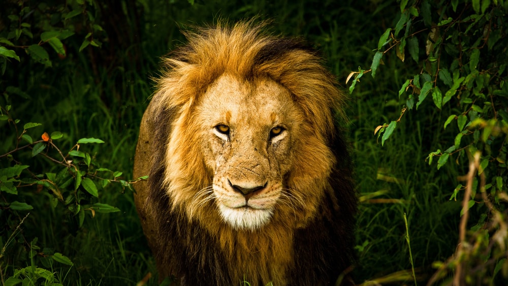 Download Lion Background Image Nomer 24