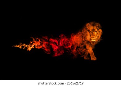 Detail Lion Background Image Nomer 27