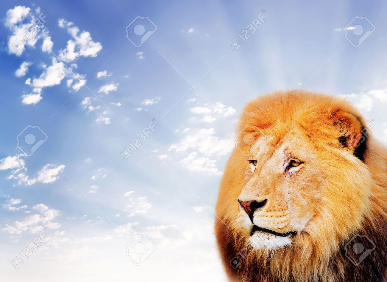 Detail Lion Background Image Nomer 31