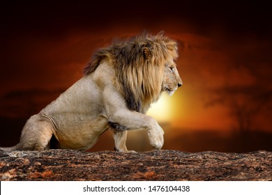 Detail Lion Background Image Nomer 39