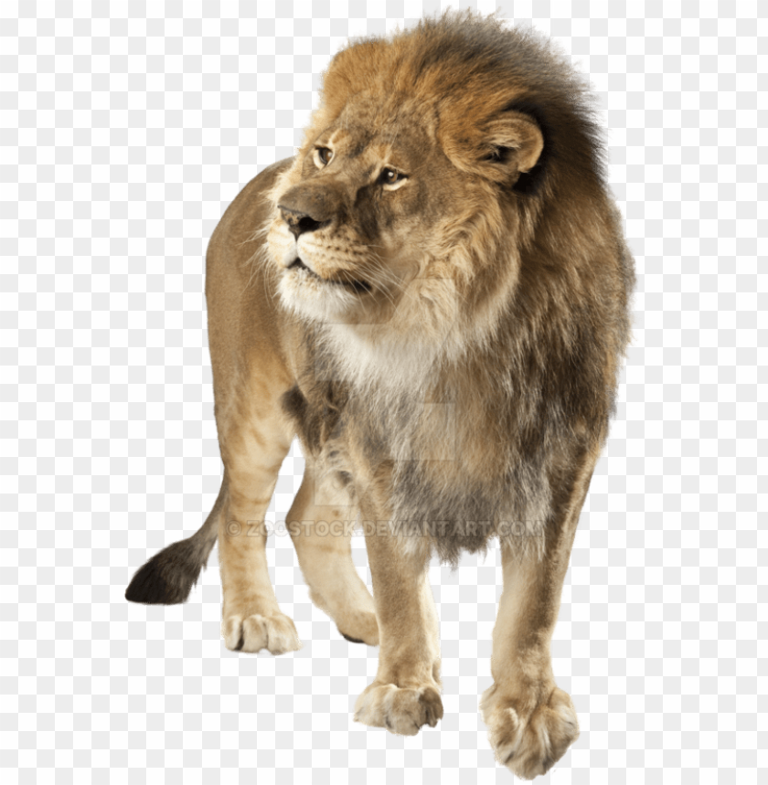 Detail Lion Background Image Nomer 41