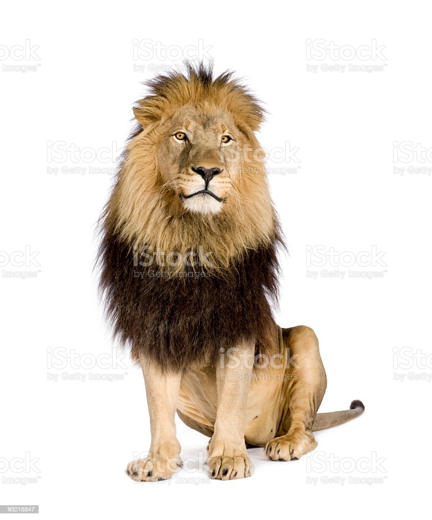 Detail Lion Background Image Nomer 49