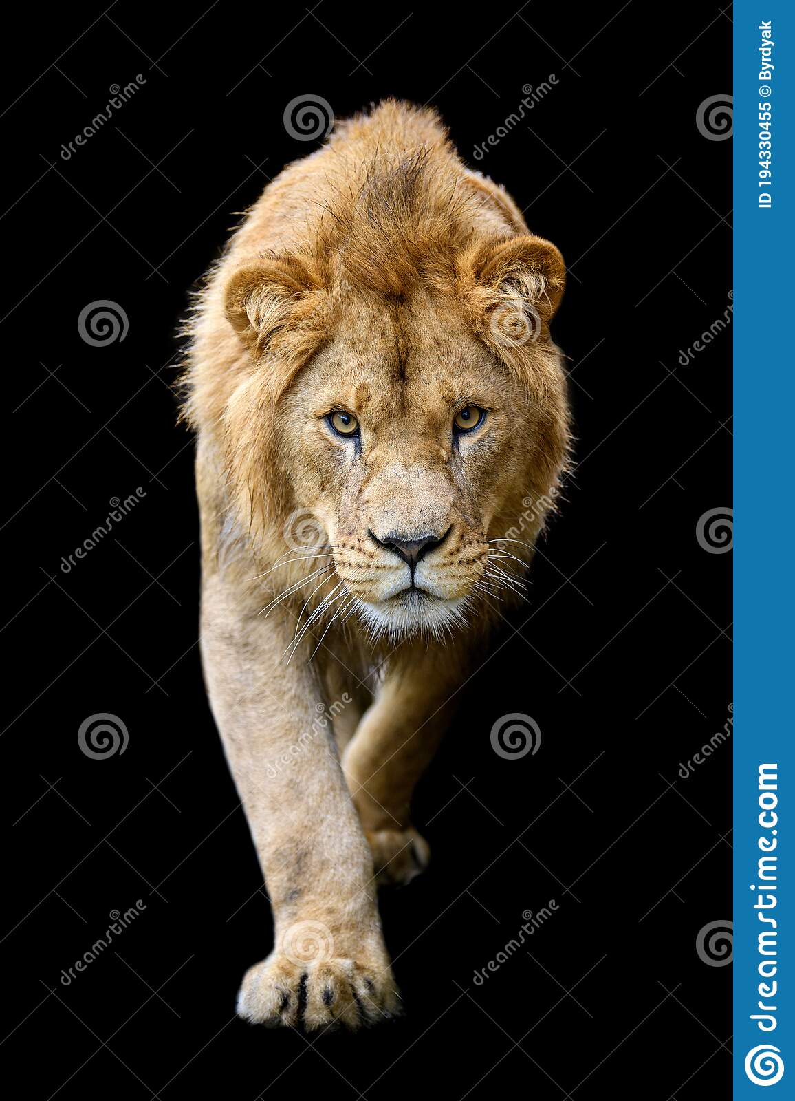 Detail Lion Background Images Nomer 34