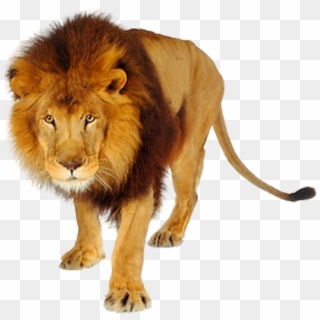 Detail Lion Clear Background Nomer 15